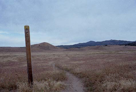 The PCT meandering through a meadow.