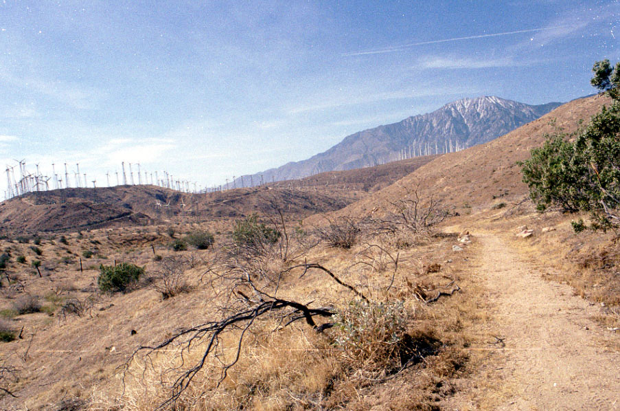 Windmills at San Gregornio Pass