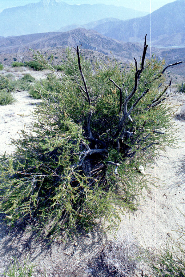 Some green among the dry branches.