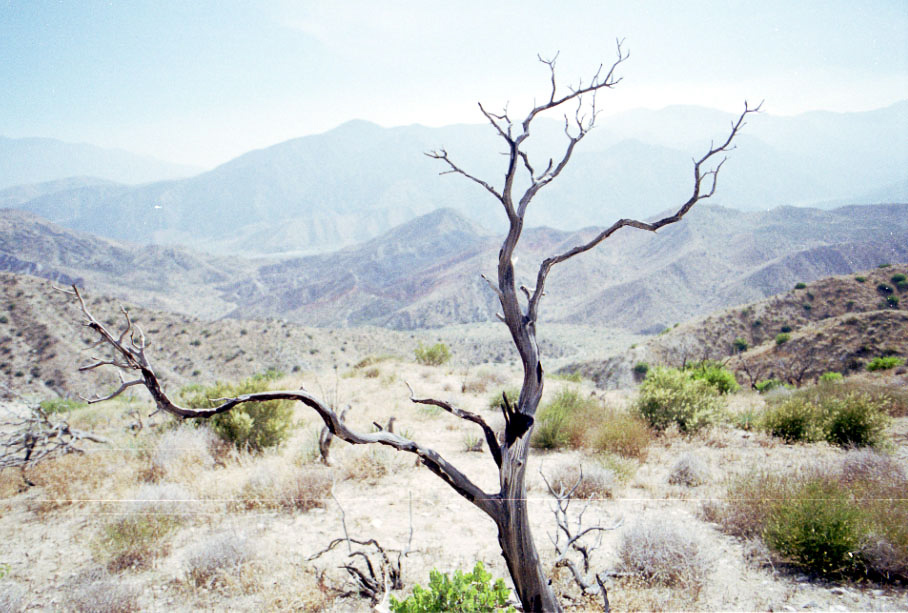 Some green among the dry branches.