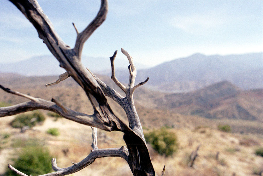 Some green among the dry branches.