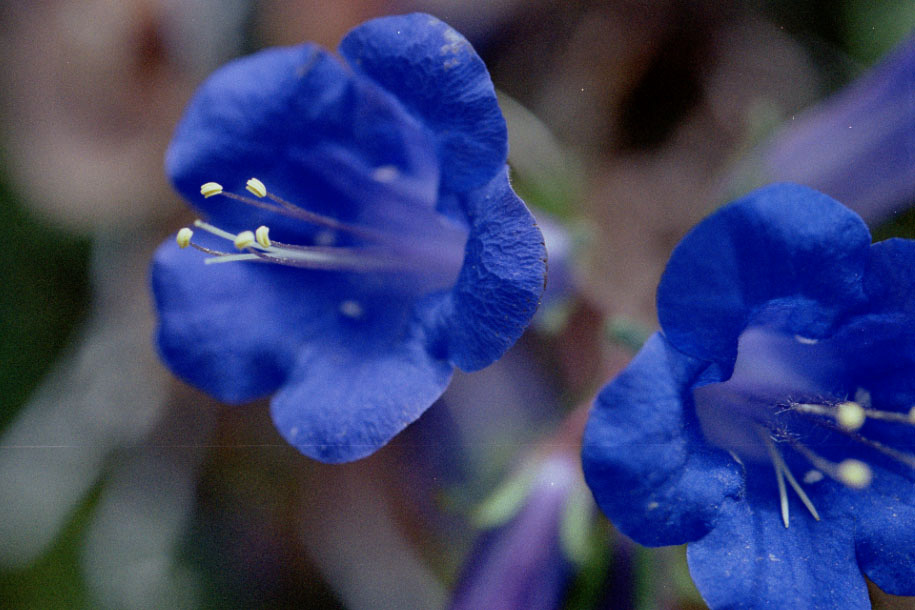 Some blue flowers. Broke out my macro lens for the first time.