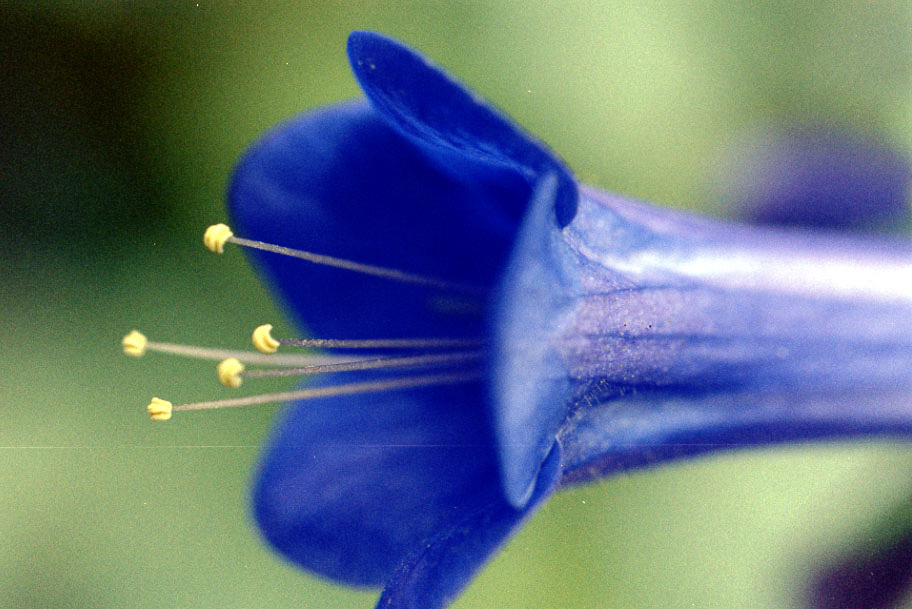 Some blue flowers. Broke out my macro lens for the first time.