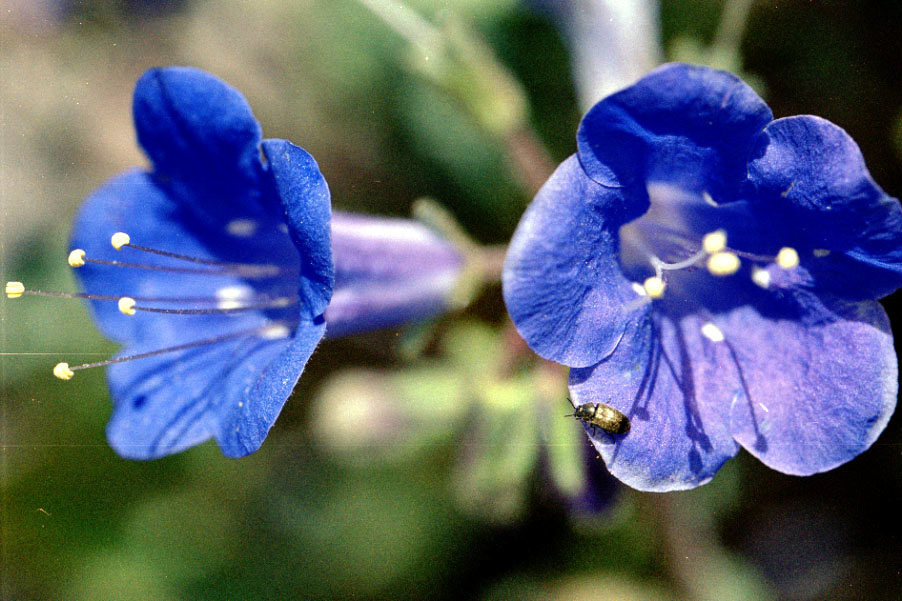 Some blue flowers. Broke out my macro lens for the first time.
