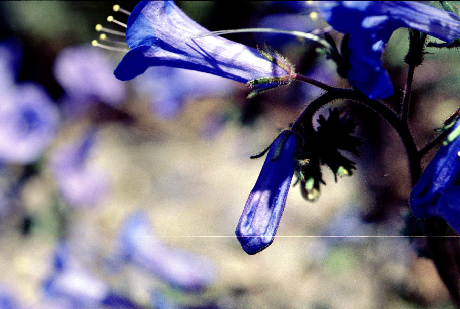 Some blue flowers. Broke out my macro lens for the first time.