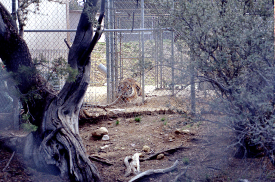 A random tiger and other wild animals in cages next to the trail...