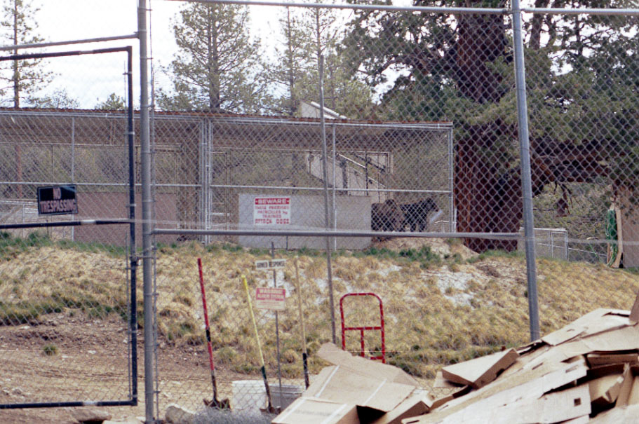 A random tiger and other wild animals in cages next to the trail...