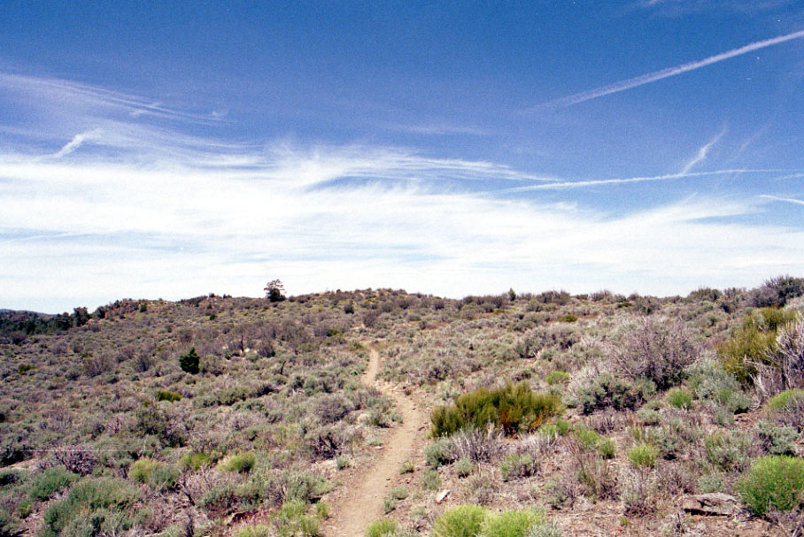 Chaparral scrubland in Southern California.