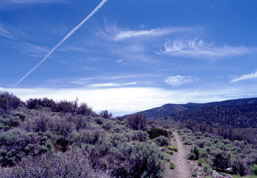 Chaparral scrubland in Southern California.