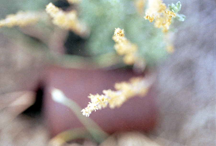 Grasses with my macro lens.