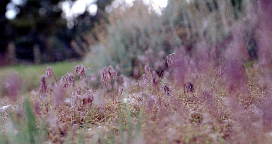 Grasses with my macro lens.