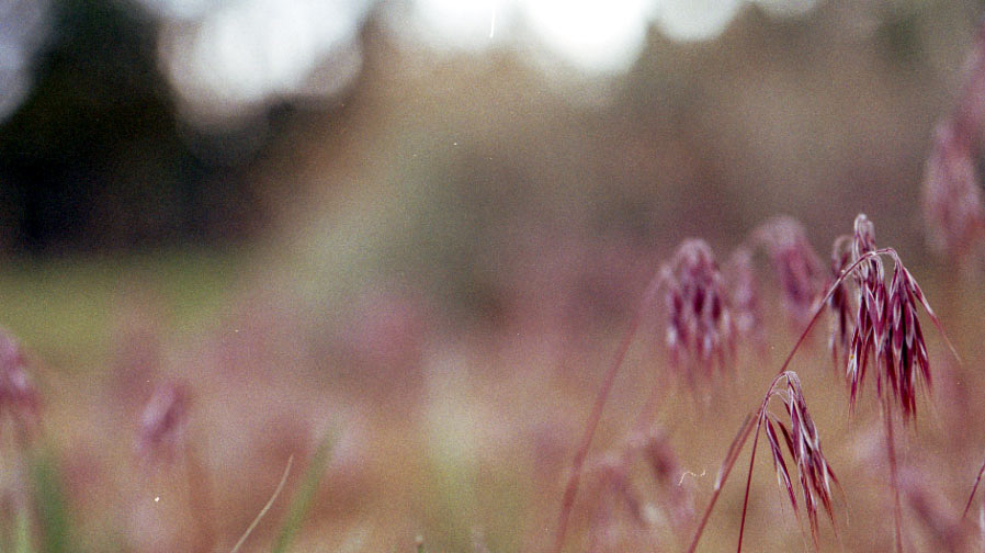 Grasses with my macro lens.