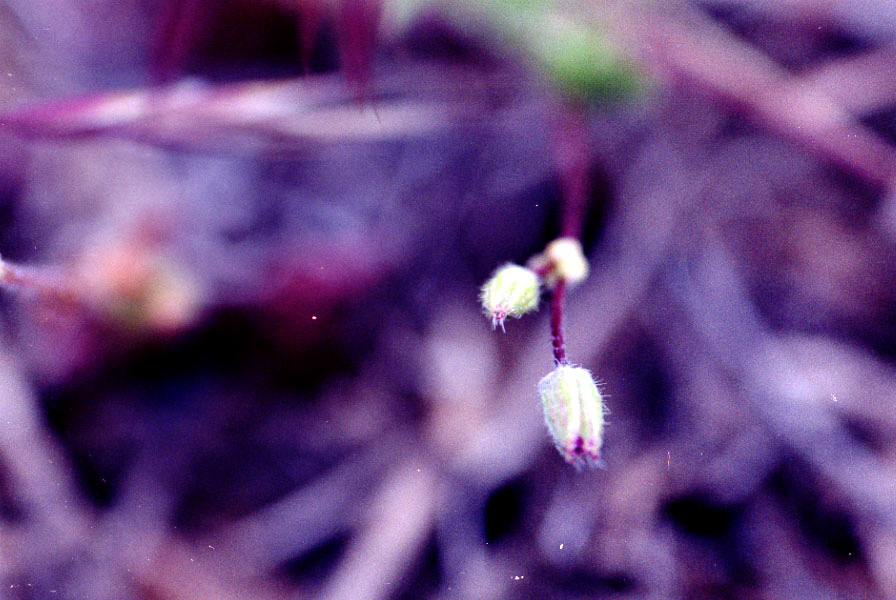 Grasses with my macro lens.