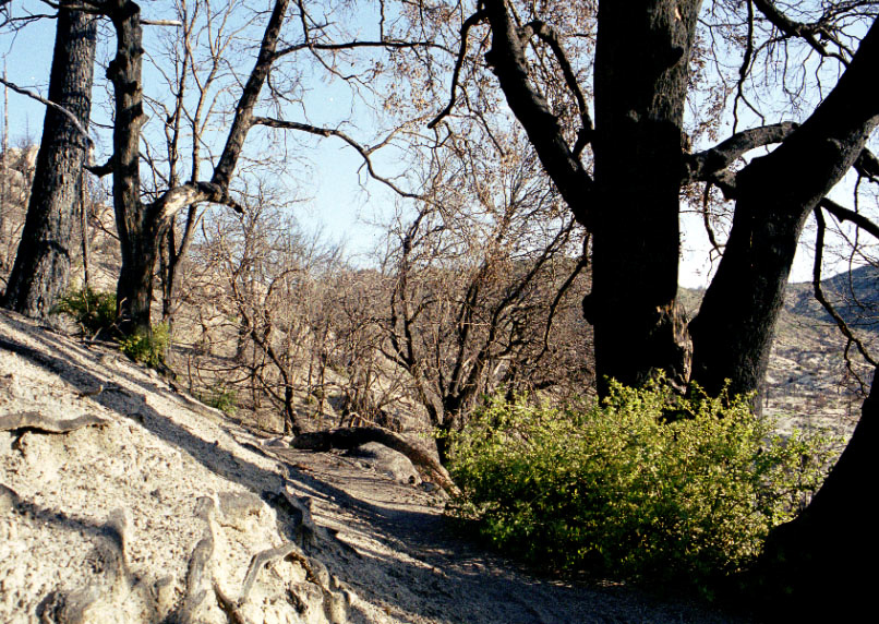 Recently burned. Lots of dust and ash.