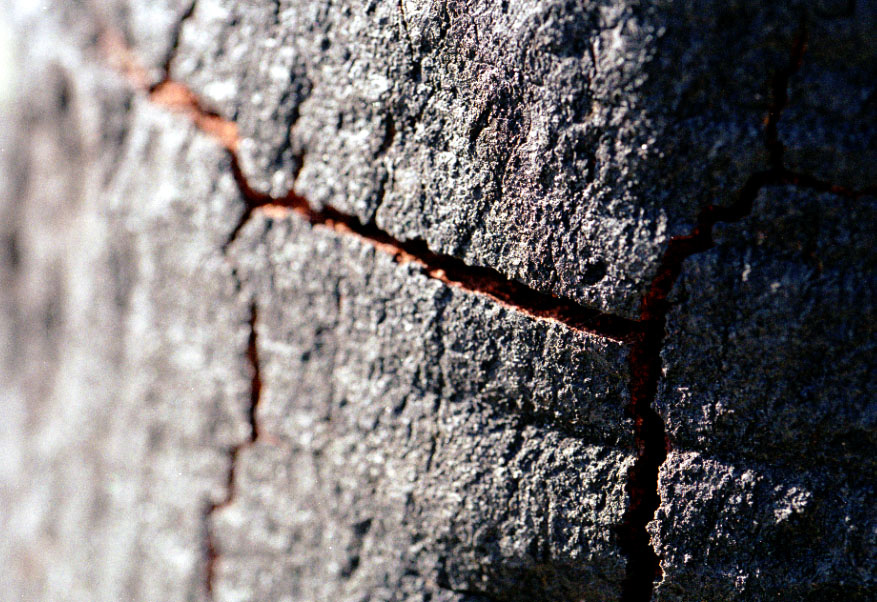 Burned tree bark.