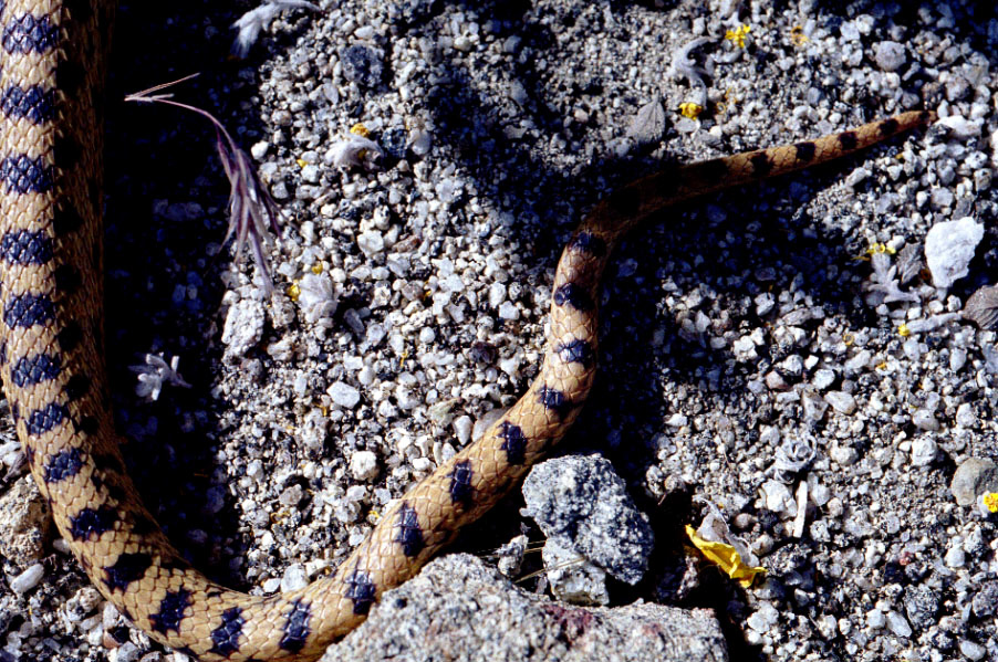 A snake on the side of the trail.