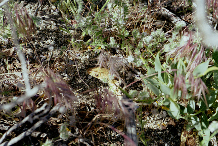 A snake on the side of the trail.