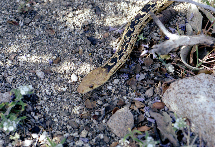 A snake on the side of the trail.