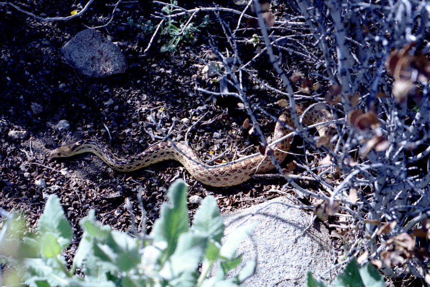 A snake on the side of the trail.