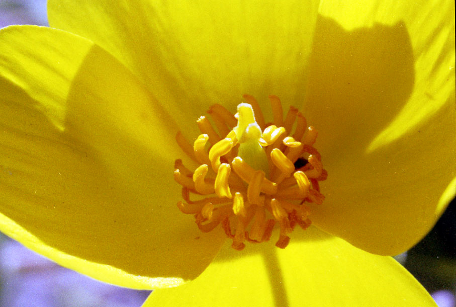 Close-ups with my macro lens. A Yellow flower.