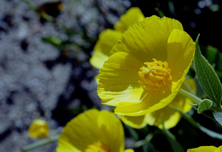 Close-ups with my macro lens. A Yellow flower.