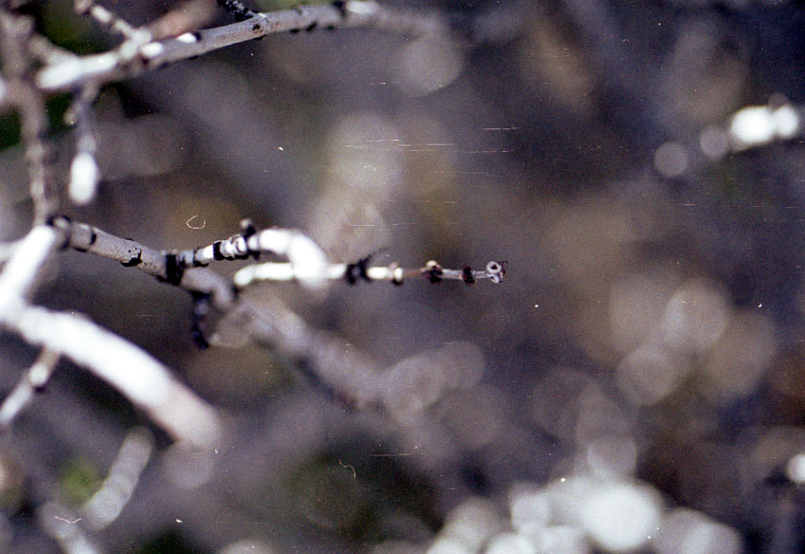 Closeups with my macro lens.