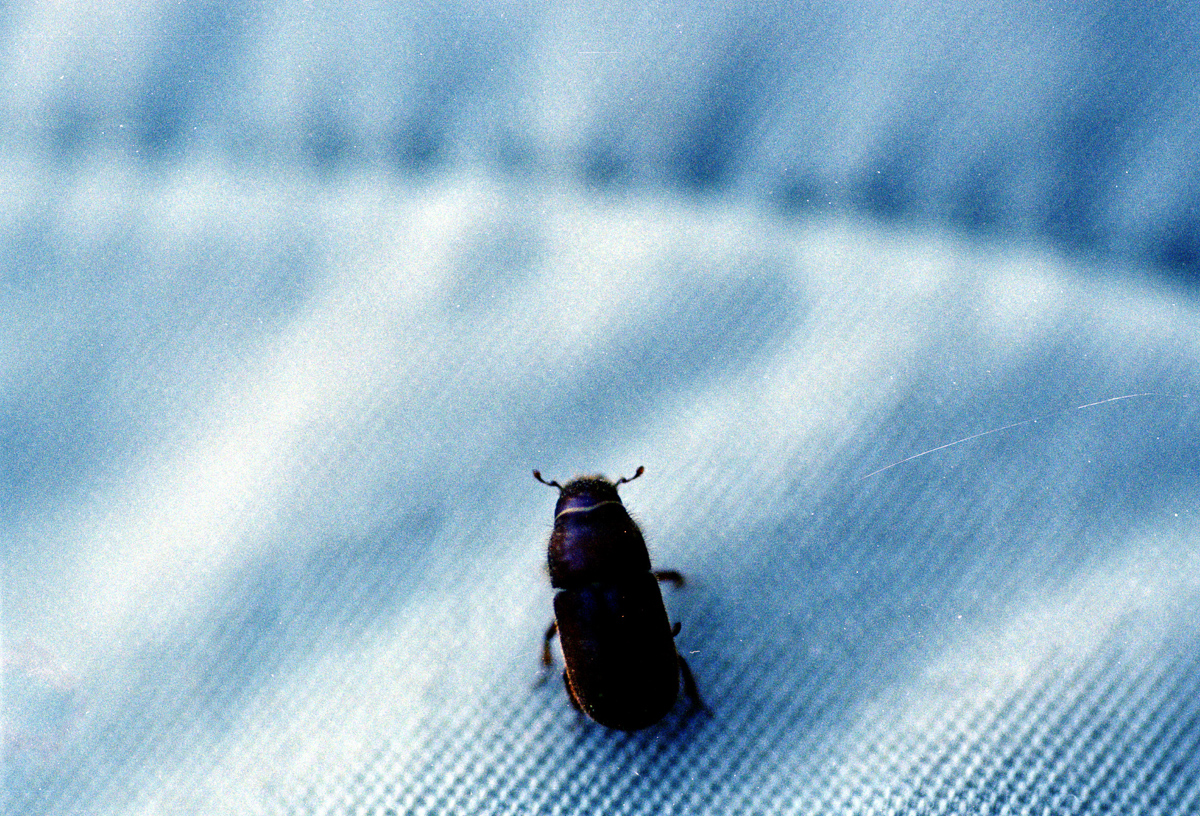 Close-up with my macro lens.