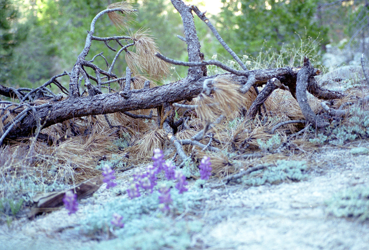 Pine forest in the San Gabriels.