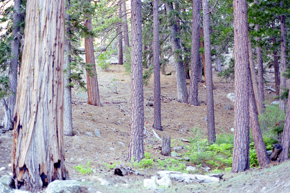 Pine forest in the San Gabriels.