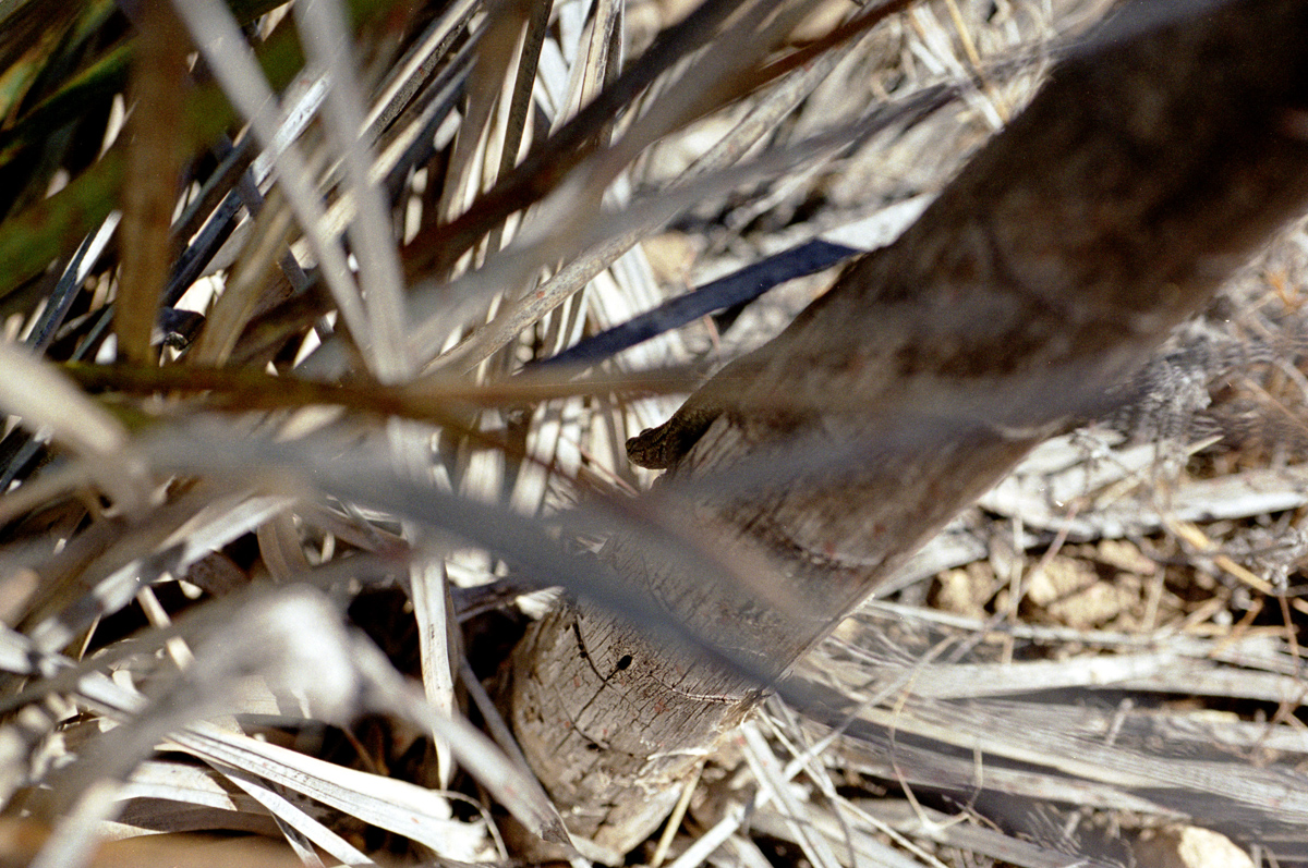 A lizard on a dried Yuca.