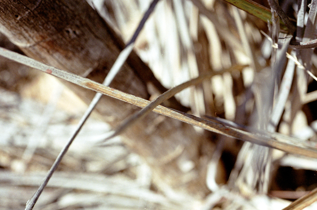 A lizard on a dried Yuca.