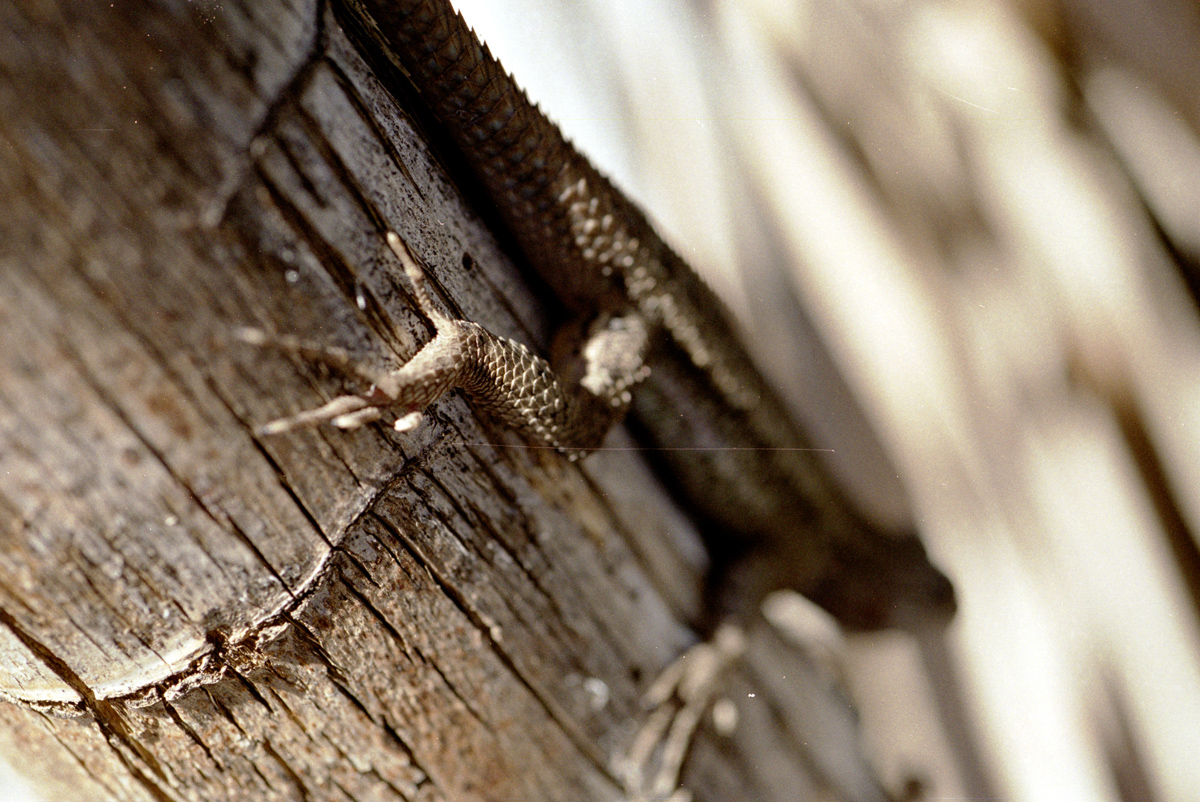 A lizard on a dried Yuca.