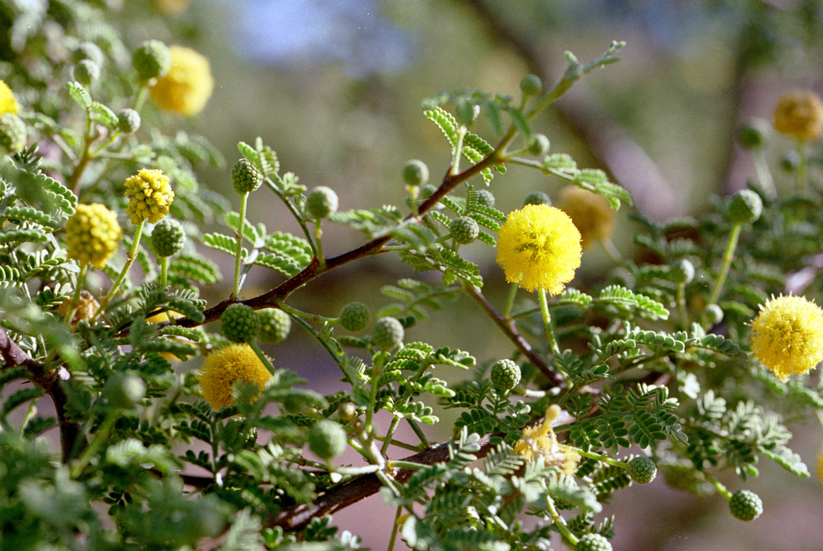 Desert plant life after a rain.