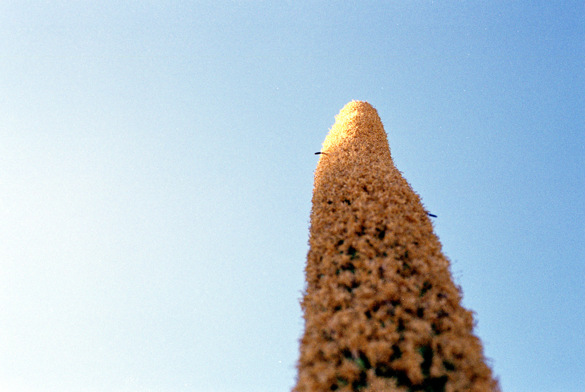 Desert plant life after a rain.