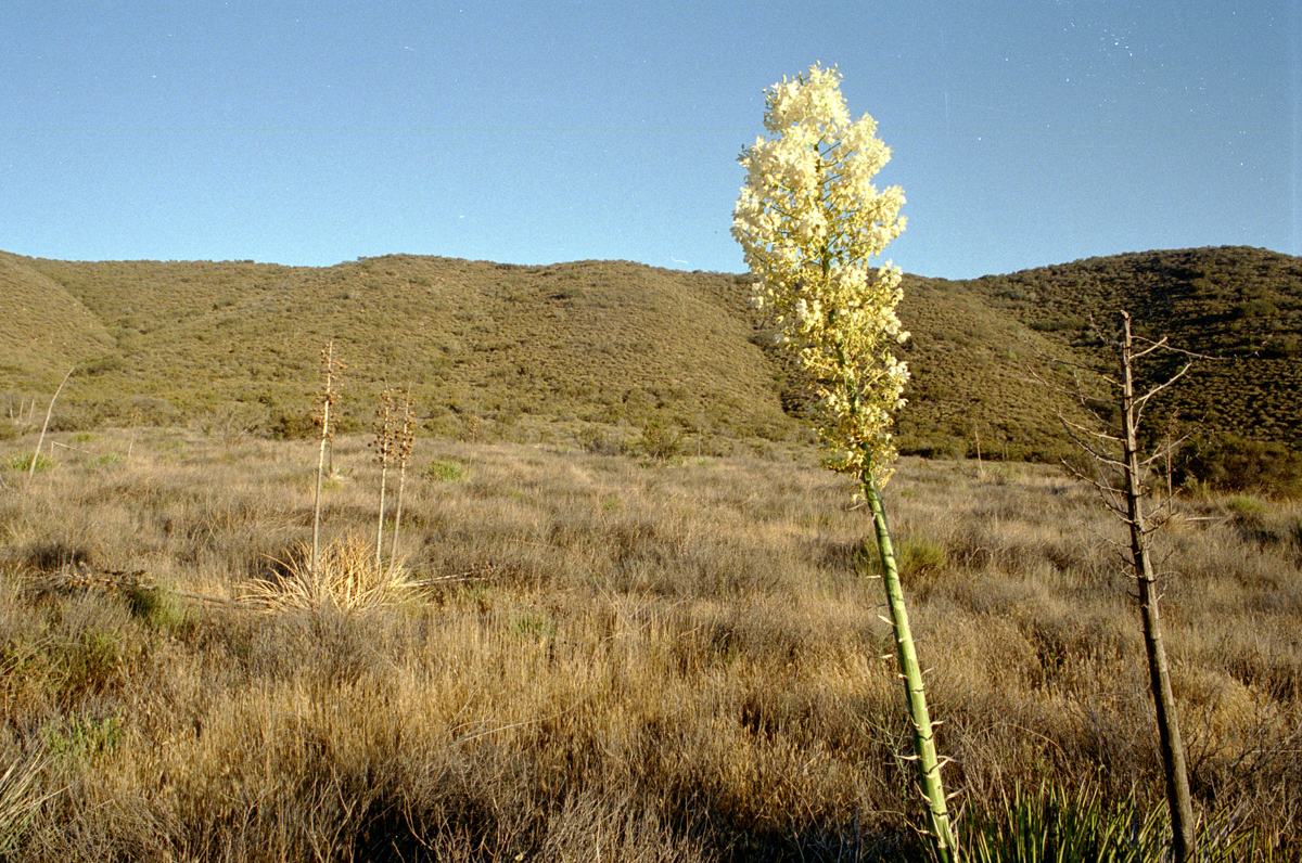The high desert at sunset.
