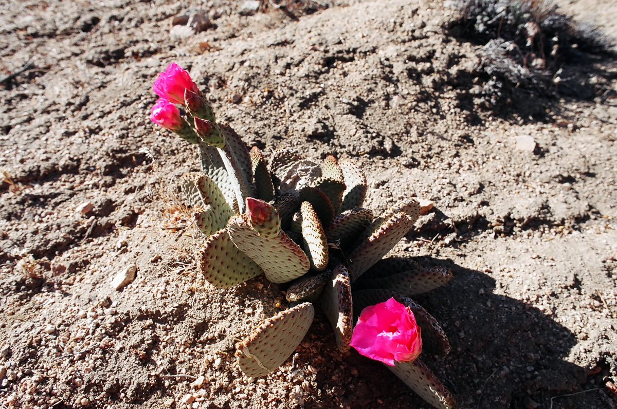 Flowering prickly pear cactus.