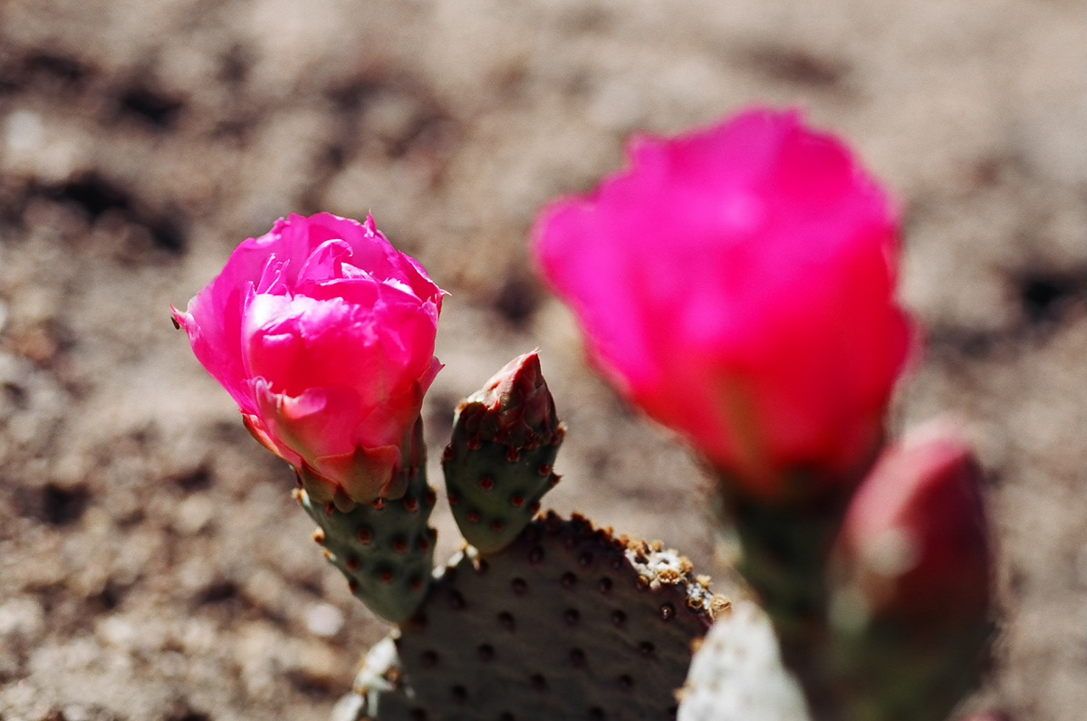 Flowering prickly pear cactus.