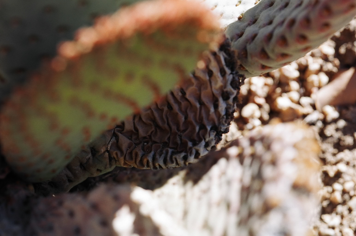 Flowering prickly pear cactus.