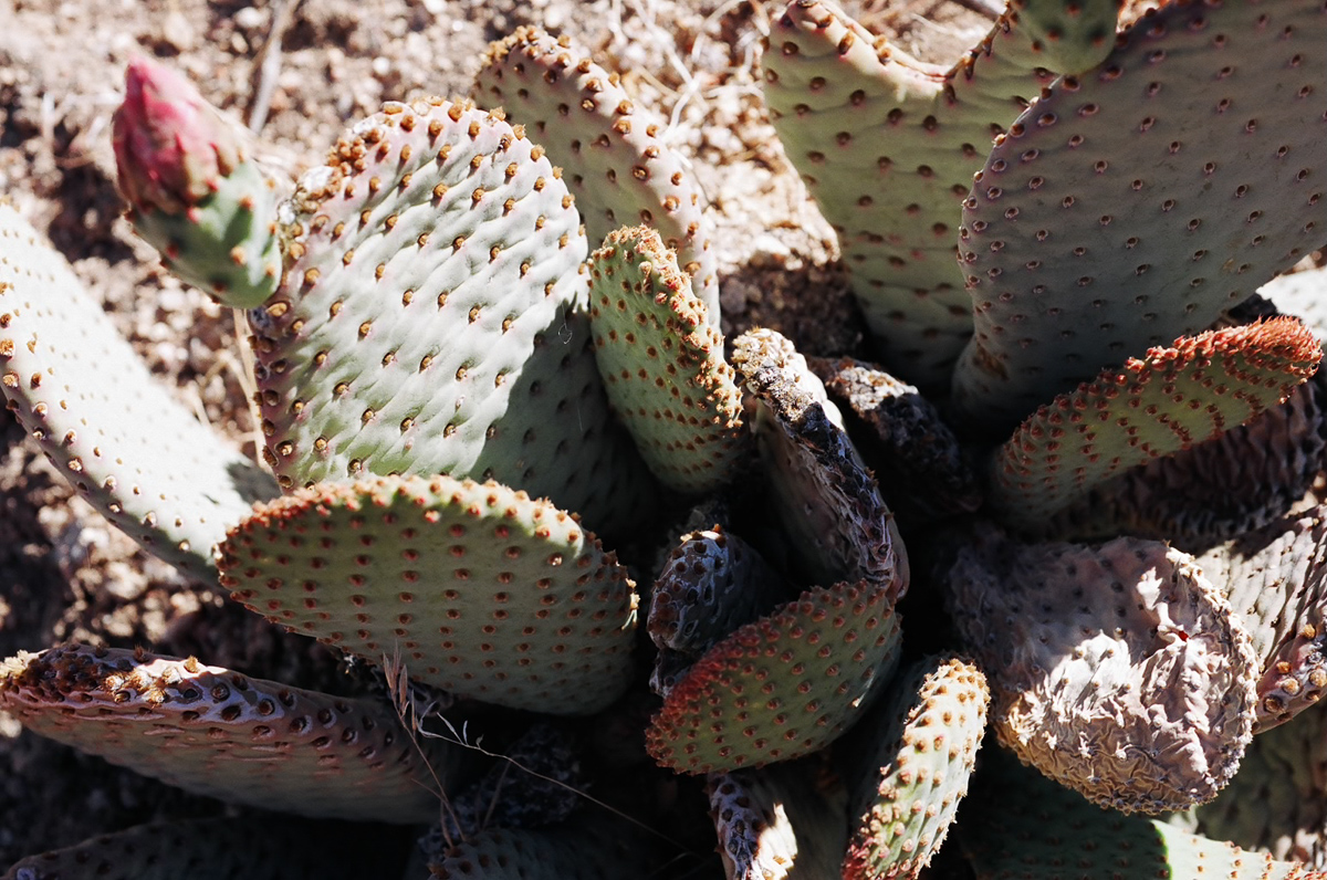 Flowering prickly pear cactus.