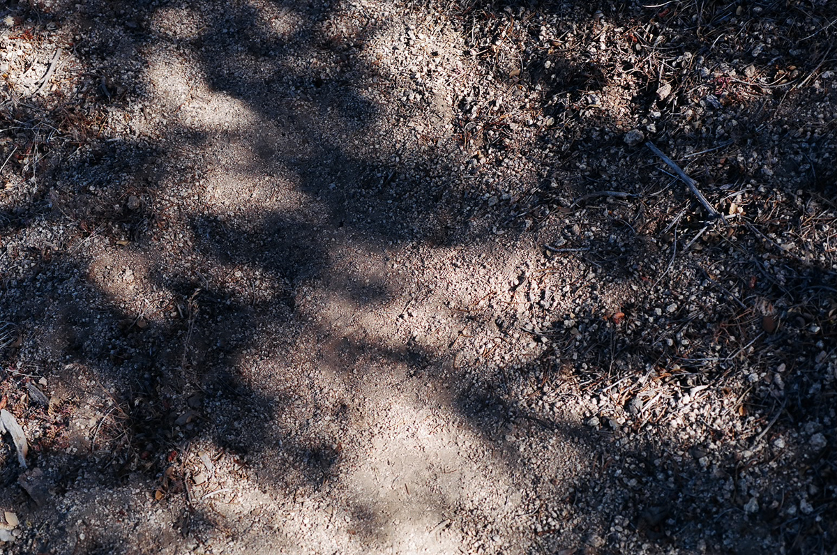 Trailside textures.
