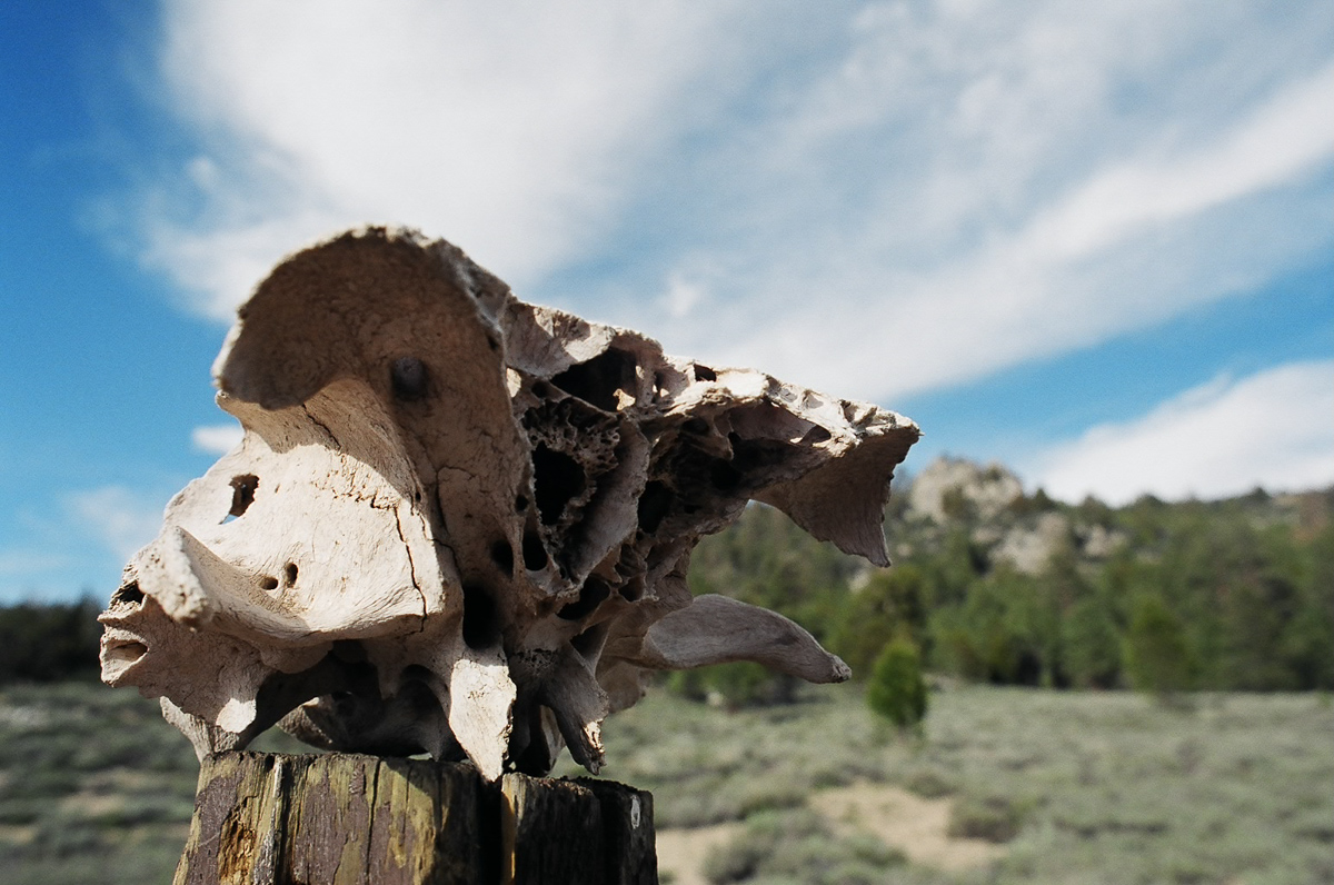 Animal skull and some sky.
