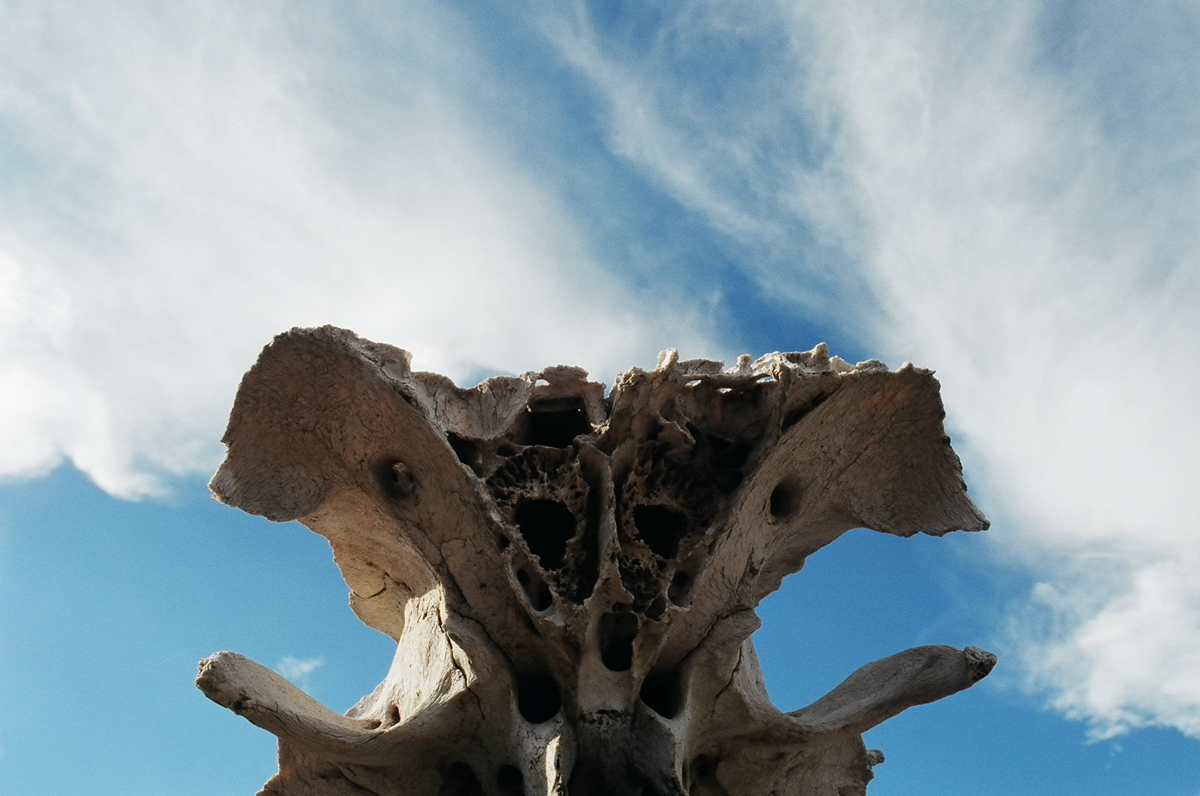 Animal skull and some sky.