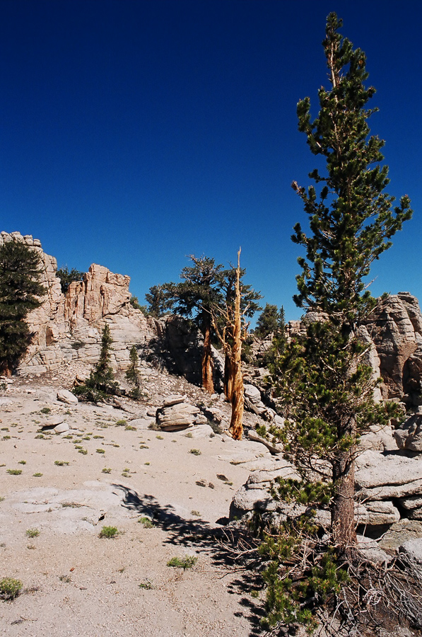 Noticeably different biome at the start of the Sierras.