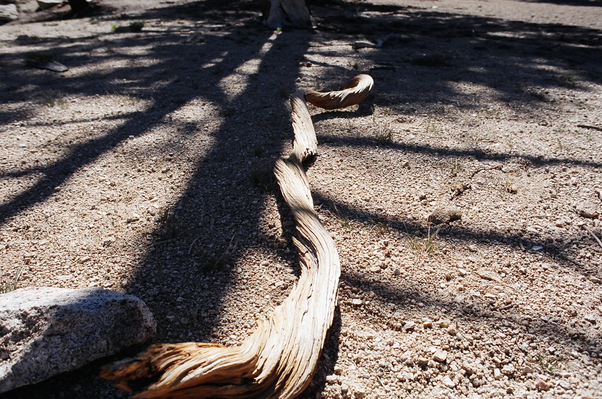 Undulating stick textured with shadows.