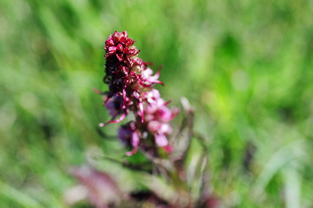 A meadow with so much green!