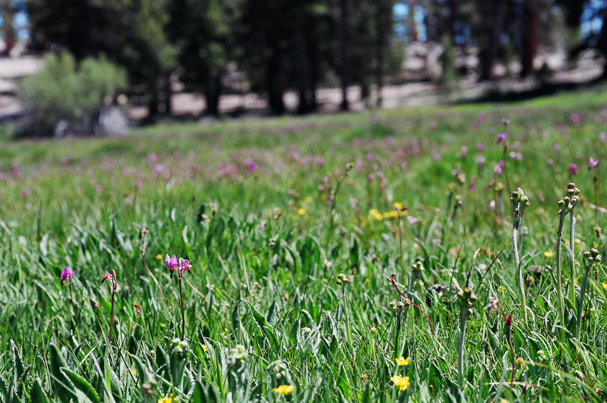 A meadow with so much green!