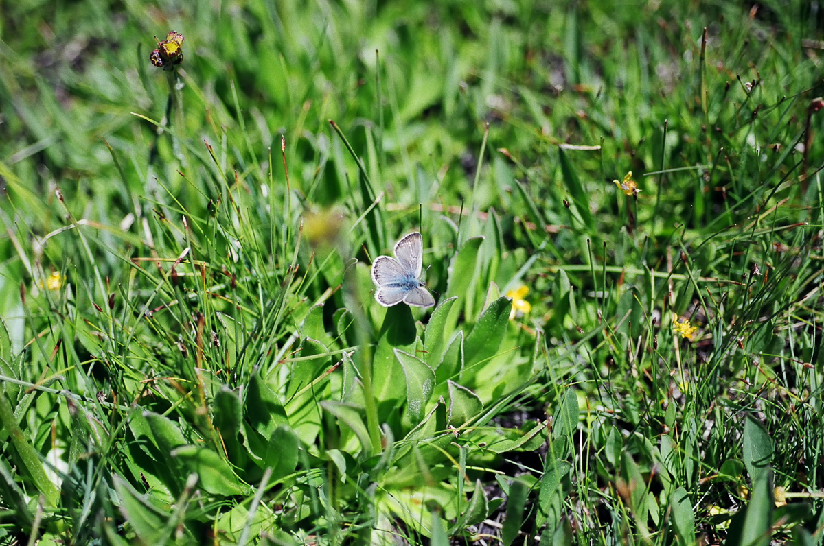 A meadow with so much green!