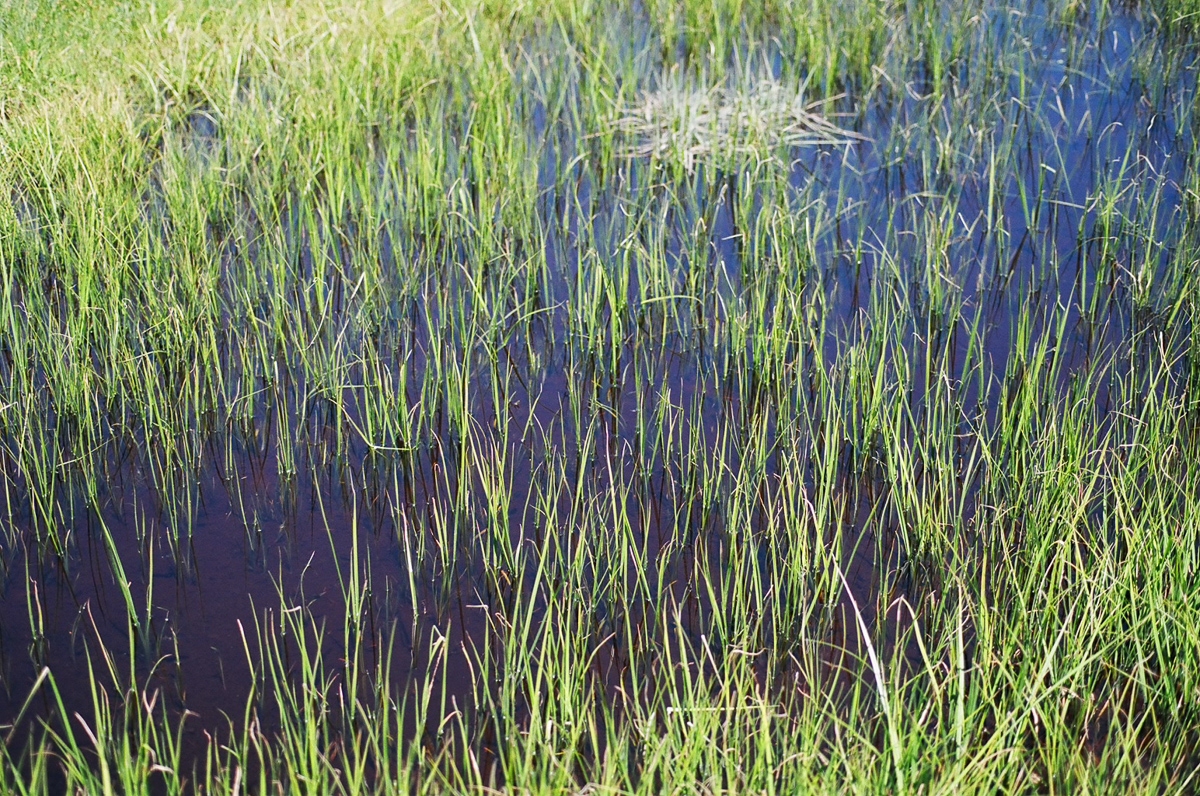 A meadow with so much green!