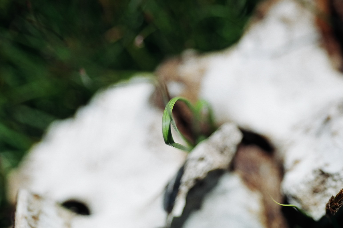 Cow vertebrae in a meadow.
