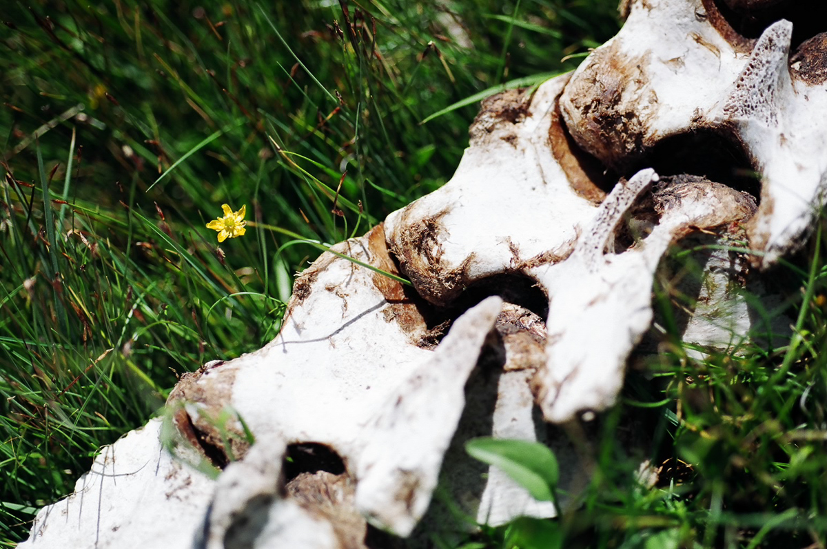 Cow vertebrae in a meadow.